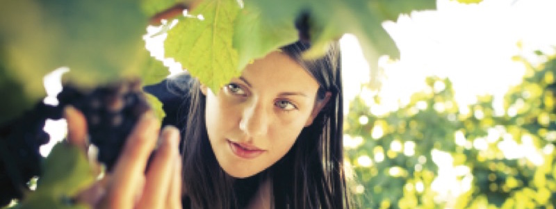 Are there GMO's in Wine? image